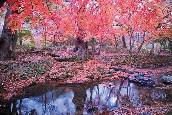 포토 JPG 주간 나무 식물 사계절 계절 백그라운드 단풍 낙엽 자연 단풍나무 여러그루 풍경 사람없음 야외 반사 가을 연못 국내포토 자연요소 다수 잎 생태계 파일형식