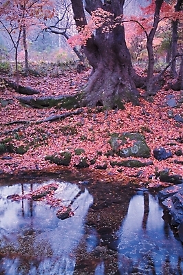 포토 JPG 주간 나무 식물 사계절 계절 백그라운드 단풍 낙엽 자연 단풍나무 여러그루 풍경 사람없음 야외 물 반사 가을 연못 뿌리 밑동 국내포토 자연요소 다수 잎 생태계 파일형식