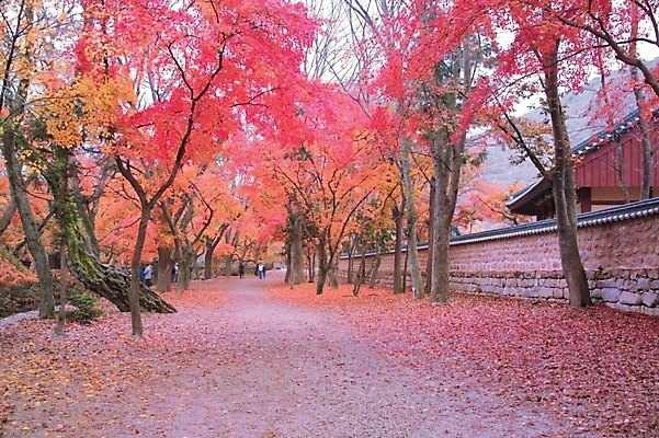 포토 JPG 주간 나무 식물 사계절 계절 건축 길 백그라운드 단풍 고건축 낙엽 자연 단풍나무 나뭇잎 여러그루 풍경 사람없음 야외 빨간색 담장 가을 건축부분 국내포토 자연요소 건축물 컬러 다수 잎 생태계 파일형식
