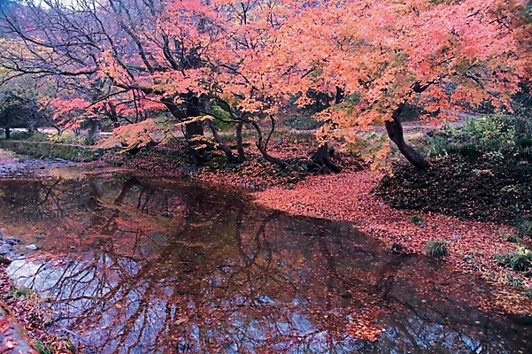포토 JPG 주간 나무 식물 사계절 계절 백그라운드 단풍 낙엽 자연 단풍나무 나뭇잎 여러그루 풍경 사람없음 야외 가을 연못 국내포토 자연요소 다수 잎 생태계 파일형식