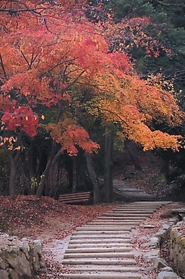 포토 JPG 주간 나무 식물 시설물 사계절 계절 건축 길 백그라운드 자연 단풍나무 산 여러그루 풍경 사람없음 야외 계단 가을 건축부분 등산로 국내포토 자연요소 건축물 다수 단풍 등산 생태계 파일형식