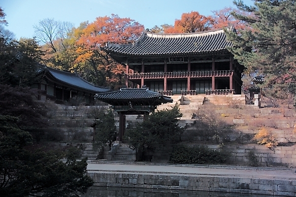 포토 JPG 주간 나무 식물 한국문화 한국전통 시설물 건축물 공원 건축 고건축 한국건축 자연 단풍나무 풍경 사람없음 야외 동양건축 세계문화유산 문화재 창덕궁 부용지 주합루 국내포토 자연요소 동양문화 전통 공공시설 단풍 한국 궁전 생태계 파일형식 동양