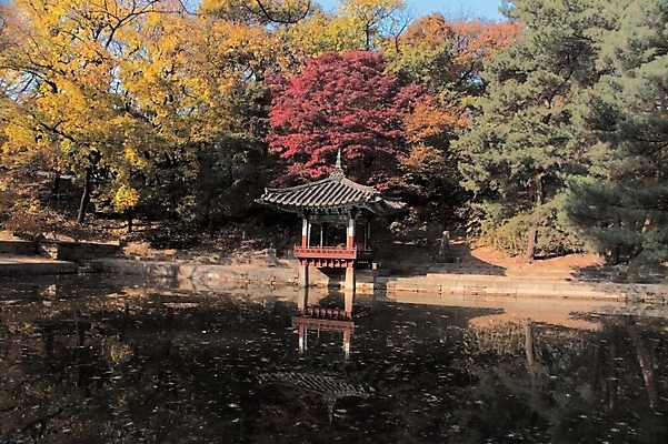 포토 JPG 주간 나무 식물 시설물 사계절 계절 공원 건축 백그라운드 단풍 고건축 자연 단풍나무 한국 풍경 사람없음 야외 하이앵글 정원 가을 연못 도시 정자 국내포토 자연요소 건축물 공공시설 아시아 뷰포인트 잎 생태계 파일형식