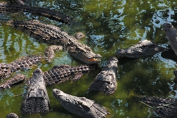 포토 JPG 주간 동물 척추동물 여러마리 파충류 자연 사람없음 야외 강 악어 국내포토 자연요소 다수 생태계 파일형식