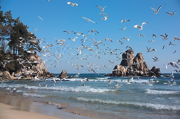 포토 JPG 주간 나무 식물 동물 척추동물 바다 섬 배경화면 백그라운드 여러마리 자연 갈매기 조류 하늘 풍경 해변 사람없음 야외 바위섬 국내포토 자연요소 다수 생태계 파일형식