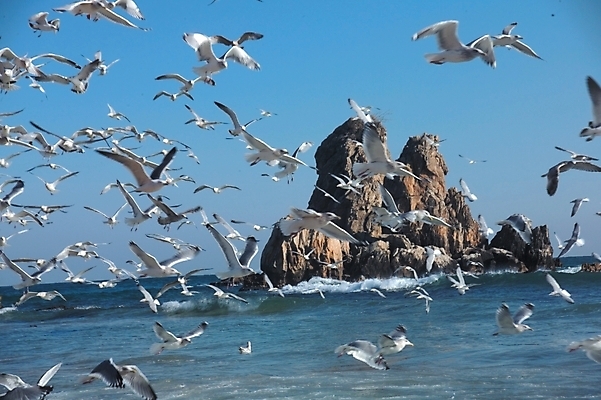 포토 JPG 주간 동물 척추동물 바다 섬 여러마리 자연 갈매기 조류 하늘 풍경 근접촬영 해변 사람없음 야외 비행 바위섬 국내포토 자연요소 뷰포인트 다수 생태계 파일형식