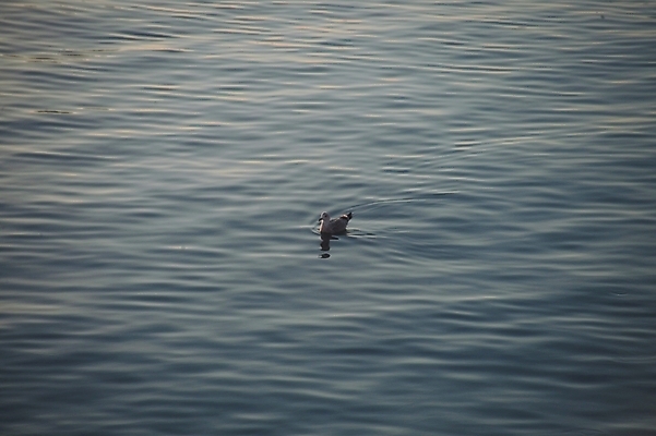 포토 JPG 주간 동물 척추동물 바다 자연 조류 오리 풍경 해변 사람없음 야외 하이앵글 국내포토 자연요소 뷰포인트 생태계 파일형식