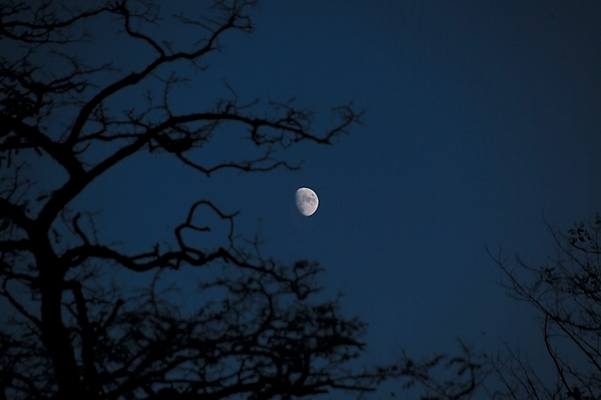 포토 JPG 나무 계절 백그라운드 겨울 하늘 풍경 사람없음 야외 달 나뭇가지 야간 국내포토 자연요소 식물 파일형식