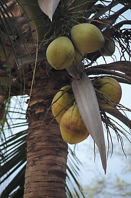 포토 JPG 주간 나무 식물 열매 로우앵글 배경화면 백그라운드 자연 풍경 근접촬영 사람없음 야외 야자수 여러개 국내포토 자연요소 뷰포인트 다수 생태계 파일형식