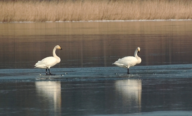 포토 JPG 주간 동물 척추동물 호수 두마리 자연 조류 풍경 사람없음 야외 강 백조 국내포토 자연요소 2 생태계 파일형식