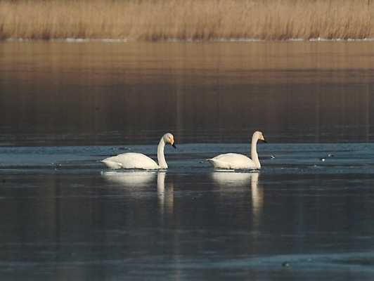 포토 JPG 주간 동물 척추동물 호수 야생동물 두마리 조류 풍경 사람없음 야외 강 학 흰색 백조 천연기념물 국내포토 자연요소 컬러 2 파일형식