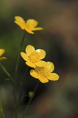 포토 JPG 식물 꽃 여러송이 자연 근접촬영 사람없음 야외 하이앵글 노란색 들꽃 미나리아재비 국내포토 뷰포인트 컬러 다수 생태계 파일형식