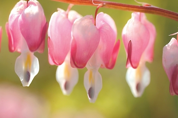 포토 JPG 주간 식물 꽃 분홍색 여러송이 백그라운드 봄꽃 자연 근접촬영 사람없음 야외 들꽃 금낭화 국내포토 자연요소 뷰포인트 컬러 다수 봄 생태계 파일형식