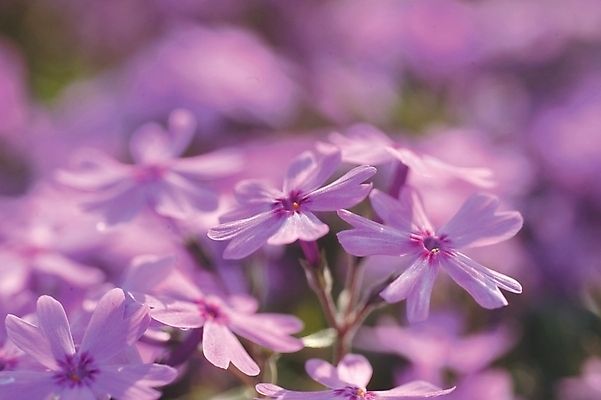 포토 JPG 주간 식물 꽃 분홍색 여러송이 백그라운드 봄꽃 자연 근접촬영 사람없음 야외 하이앵글 들꽃 꽃잔디 지면패랭이꽃 국내포토 자연요소 뷰포인트 컬러 다수 봄 생태계 패랭이꽃 파일형식