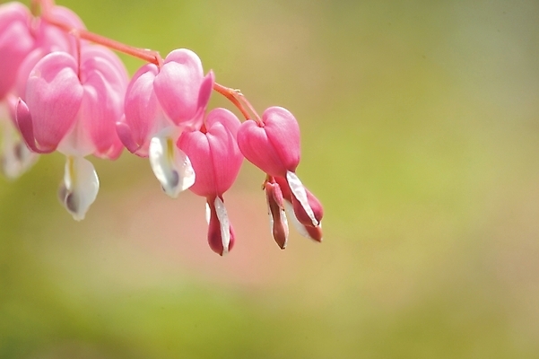 포토 JPG 주간 식물 꽃 분홍색 여러송이 봄꽃 자연 근접촬영 사람없음 야외 들꽃 금낭화 국내포토 자연요소 뷰포인트 컬러 다수 봄 생태계 파일형식