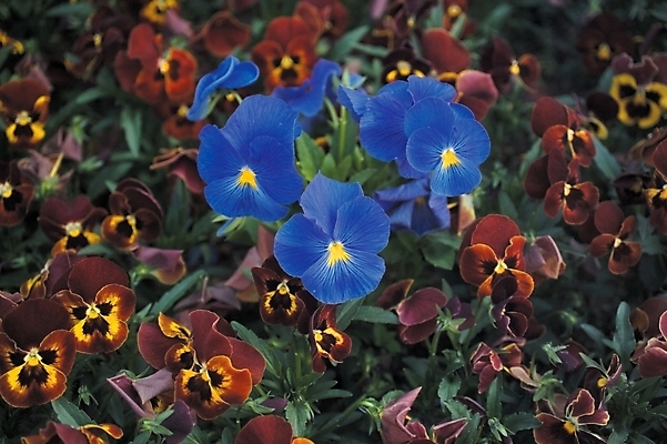 포토 JPG 주간 식물 꽃 여러송이 백그라운드 봄꽃 자연 사람없음 야외 파란색 하이앵글 들꽃 팬지 국내포토 자연요소 뷰포인트 컬러 다수 봄 생태계 파일형식