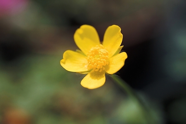 포토 JPG 주간 식물 꽃 한송이 자연 근접촬영 사람없음 야외 하이앵글 노란색 들꽃 미나리아재비 국내포토 자연요소 1 뷰포인트 컬러 생태계 송이 파일형식