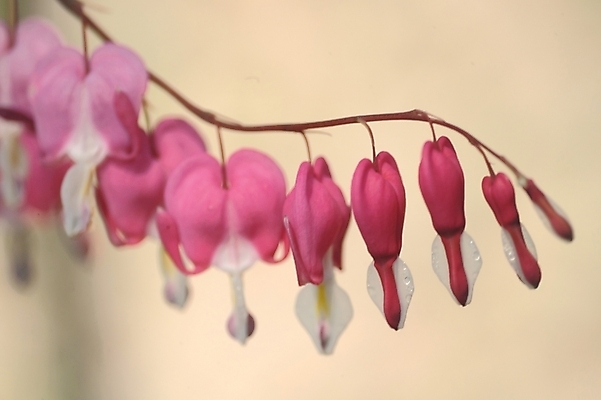 포토 JPG 주간 식물 꽃 분홍색 여러송이 봄꽃 자연 근접촬영 사람없음 야외 들꽃 진홍색 금낭화 국내포토 자연요소 뷰포인트 컬러 다수 빨간색 봄 생태계 파일형식