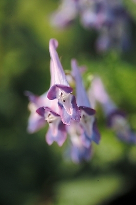포토 JPG 주간 식물 꽃 여러송이 자연 근접촬영 사람없음 야외 보라색 들꽃 현호색 국내포토 자연요소 뷰포인트 컬러 다수 생태계 파일형식