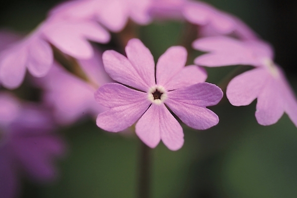포토 JPG 식물 꽃 분홍색 여러송이 봄꽃 자연 근접촬영 사람없음 야외 하이앵글 들꽃 앵초 국내포토 뷰포인트 컬러 다수 봄 생태계 파일형식