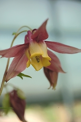 포토 JPG 주간 식물 꽃 한송이 봄꽃 자연 근접촬영 사람없음 야외 보라색 들꽃 매발톱꽃 국내포토 자연요소 1 뷰포인트 컬러 봄 생태계 송이 파일형식