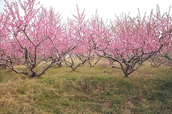 포토 JPG 주간 나무 식물 계절 열매 꽃 분홍색 백그라운드 봄꽃 자연 여러그루 초원 사람없음 야외 농장 봄 과수원 과일나무 복사꽃 복사나무 국내포토 자연요소 컬러 다수 농업 생태계 파일형식