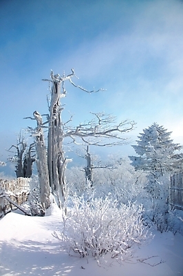 포토 JPG 주간 자연요소 나무 식물 사계절 계절 배경화면 백그라운드 설경 겨울 자연현상 산 눈꽃 여러그루 풍경 사람없음 야외 흰색 눈 국내포토 컬러 다수 자연 날씨 눈_날씨 파일형식