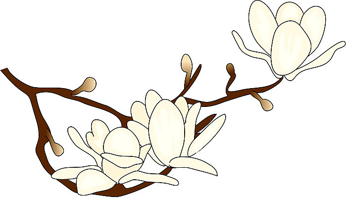 EPS 클립아트 나무 식물 꽃잎 꽃 일러스트 봄꽃 자연 사람없음 새싹 나뭇가지 목련 백련 국내일러스트 봄 생태계 파일형식 벡터