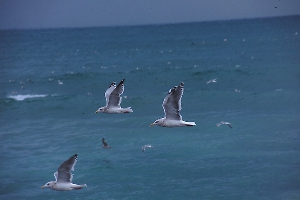 포토 JPG 주간 동물 척추동물 바다 배경화면 백그라운드 자연 갈매기 조류 풍경 사람없음 야외 하이앵글 비행 국내포토 자연요소 뷰포인트 생태계 파일형식