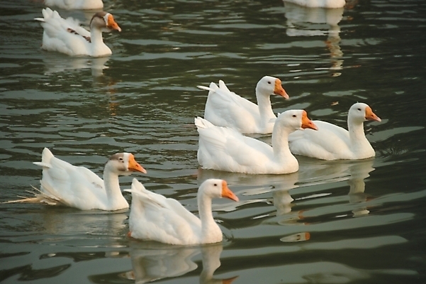 포토 JPG 주간 동물 척추동물 호수 여러마리 자연 조류 오리 풍경 사람없음 야외 연못 거위 국내포토 자연요소 다수 생태계 파일형식