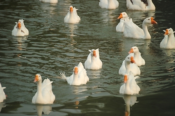 포토 JPG 주간 동물 척추동물 호수 여러마리 자연 조류 오리 풍경 사람없음 야외 연못 거위 국내포토 자연요소 다수 생태계 파일형식