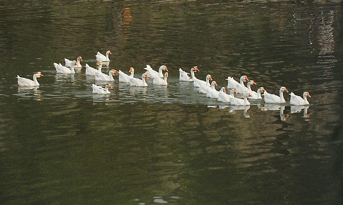 포토 JPG 주간 동물 척추동물 호수 여러마리 자연 조류 오리 풍경 사람없음 야외 연못 거위 국내포토 자연요소 다수 생태계 파일형식