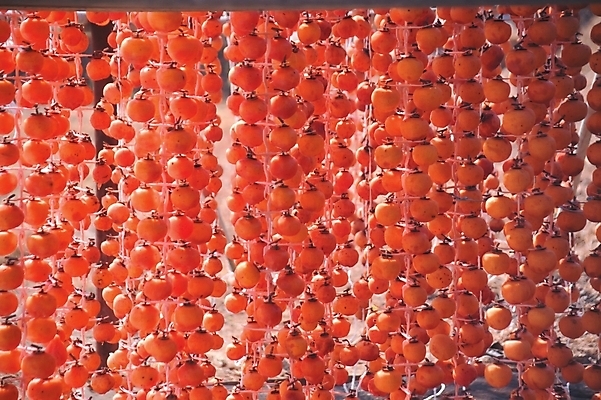 포토 JPG 주간 식물 열매 줄 음식 백그라운드 과일 한국 감 사람없음 야외 농작물 주황색 여러개 전통음식 국내포토 자연요소 전통 아시아 컬러 다수 농업 파일형식