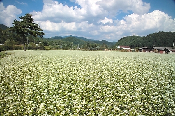 포토 JPG 주간 자연요소 나무 식물 구름 사계절 계절 꽃 배경화면 백그라운드 꽃밭 하늘 산 가을꽃 풍경 초원 사람없음 야외 봄 시골 메밀꽃 국내포토 파일형식 가을_계절