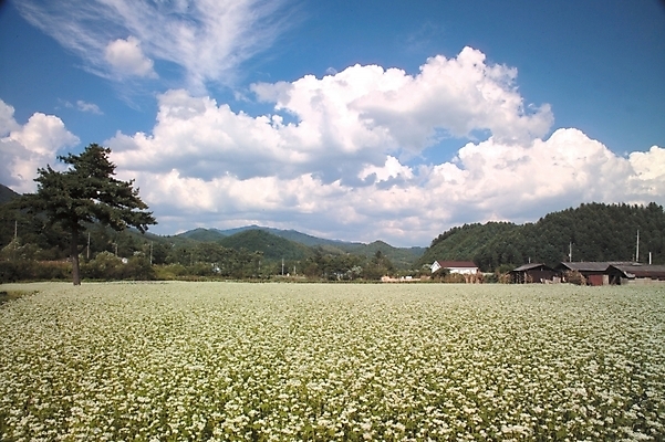 포토 JPG 주간 자연요소 나무 식물 구름 사계절 계절 꽃 배경화면 백그라운드 하늘 산 가을꽃 풍경 초원 사람없음 야외 봄 시골 메밀꽃 국내포토 파일형식 가을_계절