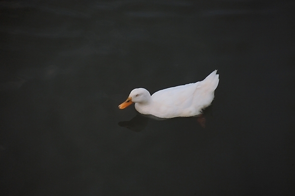 포토 JPG 주간 동물 척추동물 한마리 호수 조류 오리 사람없음 야외 하이앵글 흰색 국내포토 자연요소 1 뷰포인트 컬러 파일형식