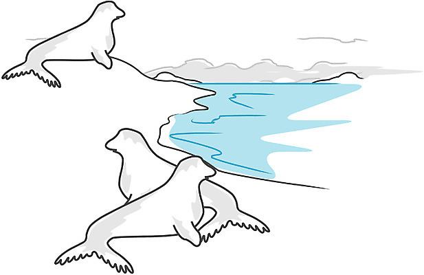 EPS 클립아트 동물 척추동물 야생동물 바다 일러스트 포유류 자연 세마리 사람없음 야외 바다동물 바다표범 물개 국내일러스트 3 수중동물 생태계 파일형식 벡터