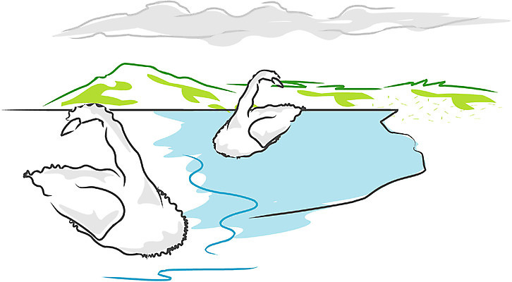 EPS 클립아트 동물 척추동물 호수 야생동물 두마리 일러스트 조류 산 사람없음 야외 강 강가 백조 국내일러스트 2 파일형식 벡터