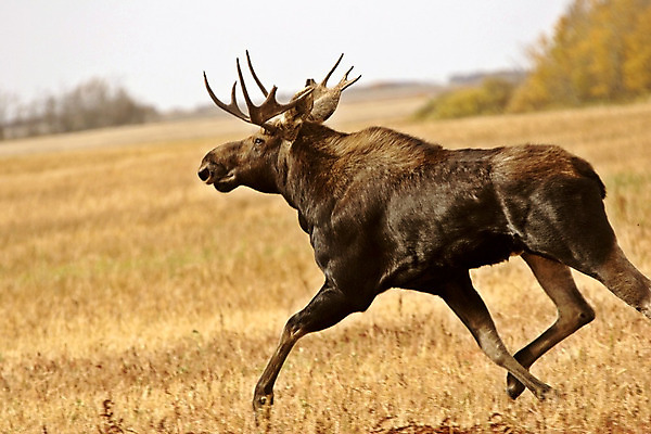 포토 JPG 해외이미지 나무 동물 남자 야생동물 캐나다 밭 포유류 자연 뿔 종류 풍경 사람없음 야외 가로 달리기 디지털 가을 게임 행운 황무지 보호 생태계 황소 사냥 서식지 내추럴 동물상 해외202004 해외포토 식물 계절 컨셉 북아메리카 농업 모션 놀이 사람 조형물 소 파일형식