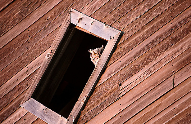 포토 JPG 해외이미지 농업 건축양식 사람없음 건물 목재 농가 농경지 시골 역사 버리기 향수 부엉이 외양간 밭일 해외202004 해외포토 나무 건축물 건축 산업 재료 모션 조류 농장 화장품 파일형식