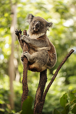 포토 JPG 해외이미지 동물 백그라운드 포유류 자연 사람없음 회색 나뭇가지 호주 집게발 해외202004 해외포토 나무 컬러 오세아니아 생태계 파일형식