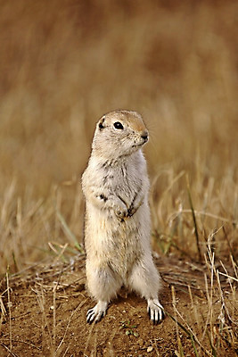 포토 JPG 해외이미지 동물 야생동물 캐나다 포유류 자연 사람없음 디지털 설치류 다람쥐 서식지 내추럴 동물상 해외202004 해외포토 북아메리카 조형물 생태계 파일형식