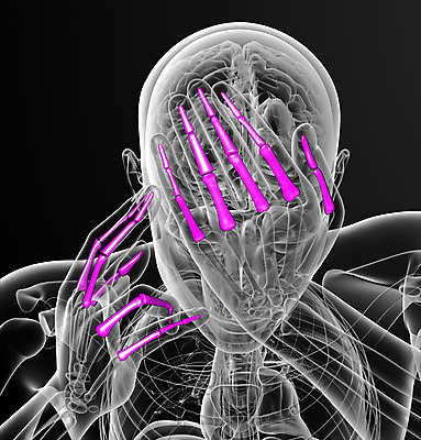 포토 JPG 해외이미지 손 손가락 해부 뼈 골격 건강 사람 사람없음 손목 골다공증 팔 해외202004 해외포토 의학 신체부위 질병 파일형식