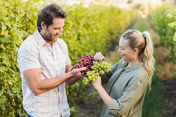 포토 JPG 해외이미지 커플 여자 남자 행복 포도 들기 상반신 성인 두명 옆모습 부모 농장 마주보기 수확 풀잎 포도밭 성인만 해외포토 감정 뷰포인트 잎 밭 농업 과일 가족 관계 모션 사람 풀_식물 파일형식
