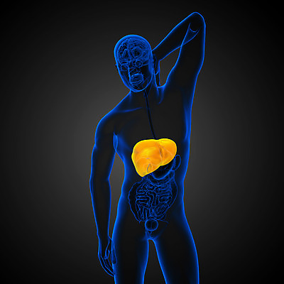 포토 JPG 해외이미지 해부 사람 사람없음 오르간 신장 간 방광 췌장 지라 해외202004 해외포토 의학 장기_의학 건반악기 비뇨기관 파일형식