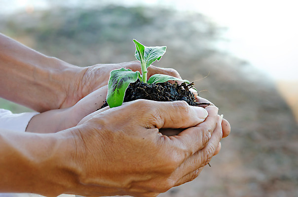 포토 JPG 해외이미지 나무 식물 손 잎 사람 취미 야외 신체부위 빛 새싹 정원 원예 정원가꾸기 해외202004 해외포토 파일형식