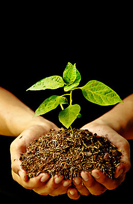 포토 JPG 해외이미지 나무 식물 손 잎 아이디어 건강 관리 취미 신체부위 정원 심볼 시작 원예 정원가꾸기 모종 해외202004 해외포토 컨셉 사람 파일형식