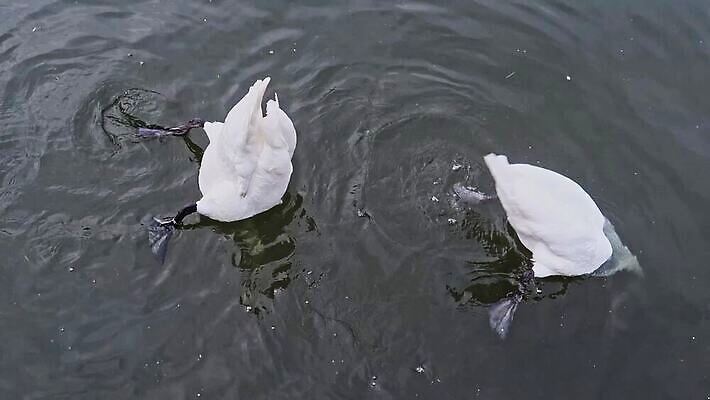 야생동물 발 자연 조류 영국 사람없음 야외 물 강 하이앵글 수중 흰색 먹기 깃털 다이빙 런던 꼬리 백조 물새 벙어리 수유 MP4 해외동영상 클립영상 자연요소 동물 유럽 뷰포인트 컬러 모션 신체부위 수영 생태계 동영상 수중스포츠 파일형식
