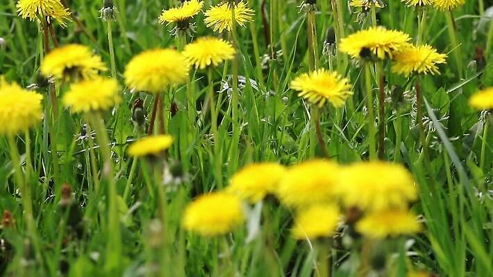 식물 계절 꽃 줄기 컬러 백그라운드 잎 꽃무늬 밭 모션 자연 사람없음 야외 초록색 컬러풀 햇빛 노란색 카메라 환경 정원 맑음 봄 성장 벚꽃 시골 신선 민들레 땅 허브 솜털 내추럴 MOV 해외동영상 클립영상 무늬 농업 날씨 전자제품 태양 생태계 동영상 파일형식