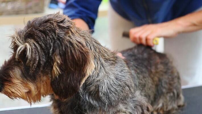 동물 직업 손 포유류 털 실내 한명 사람 반려동물 머리 가축 장비 공구 잡기 못 개 이발 자르기 닥스훈트 서비스 손질 몸단장 송곳니 기르기 다듬기 돌봄 유래 MOV 해외동영상 클립영상 1 모션 내부 신체부위 도구 치아 동영상 파일형식